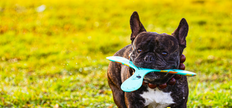 Leash Lessons: Stop Dog Pulling | Best Online Pet Training 2026
